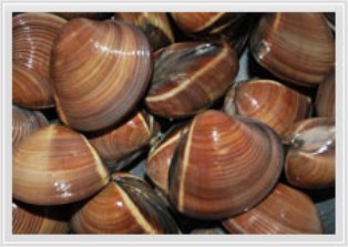 Frozen Boiled Whole Clam Brown Shell On 